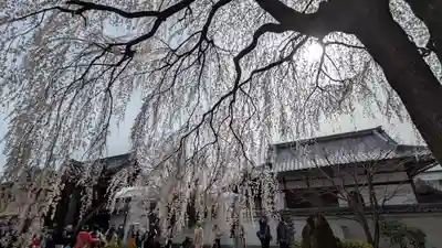 本満寺(本願満足寺)(京都府)