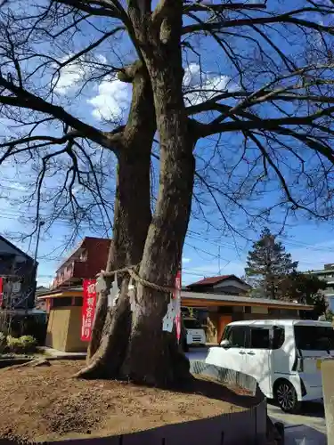 鎮守氷川神社の自然
