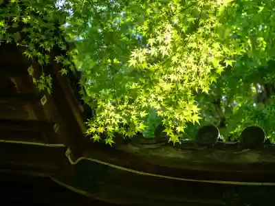 四合稲荷神社の{uncategorized: "未分類", other: "その他", undefined: "問題あり", building: "その他建物", grave: "お墓", sacred_gate: "鳥居", guardian: "狛犬", statue: "像", buddha: "仏像", history: "歴史", nature: "自然", garden: "庭園", animal: "動物", pagoda: "塔", temizu: "手水舎", mountain_gate: "山門・神門", sanctuary: "本殿・本堂", subordinate: "末社・摂社", art: "芸術", scenery: "景色", jizo: "地蔵", ema: "絵馬", goshuin: "御朱印", omikuji: "おみくじ", items: "授与品その他", amulet: "お守り", goshuincho: "御朱印帳", eats: "食事", festival: "お祭り", votive_dance: "神楽", shichigosan: "七五三参", wedding: "結婚式", experience: "体験その他", initially: "初詣", around: "周辺", anti_infection: "感染症対策"}