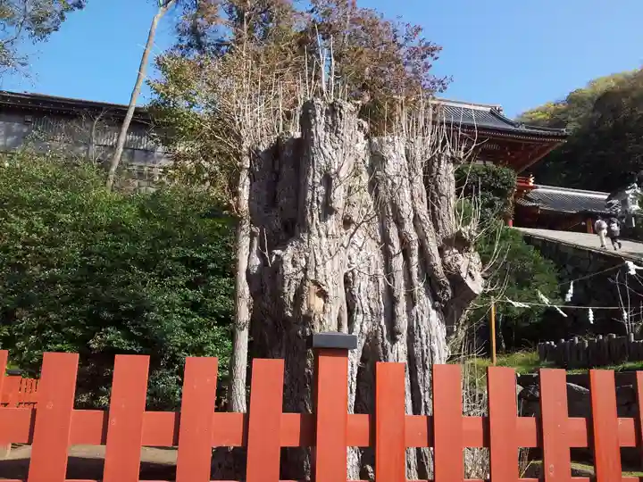 鶴岡八幡宮の自然