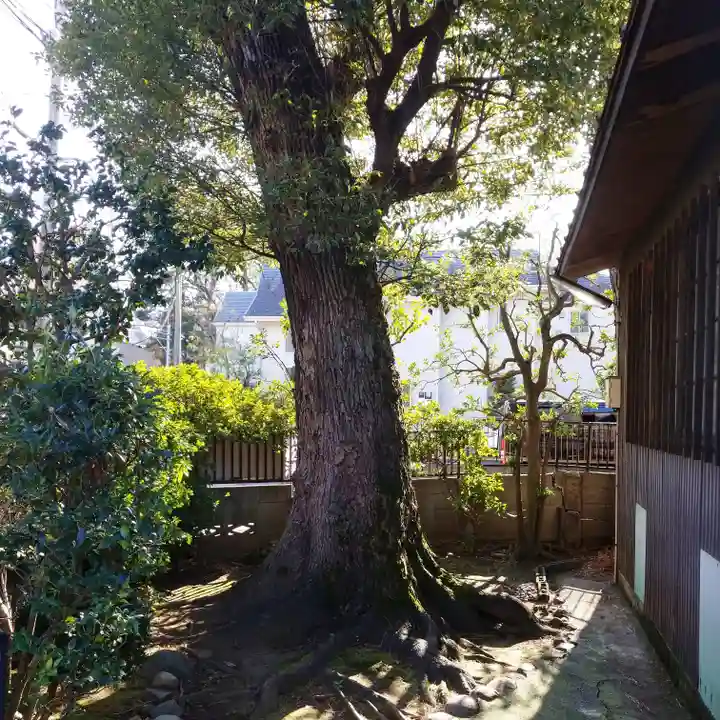 高円寺天祖神社の自然