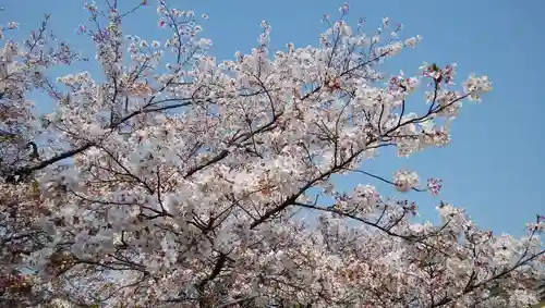 橋寺 放生院の自然
