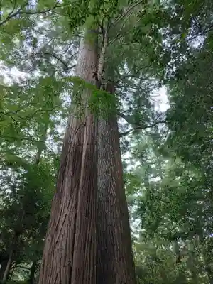 石楯尾神社の自然