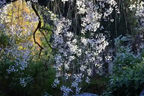 州伝寺の自然