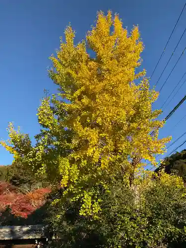 霊鑑寺門跡(京都府)