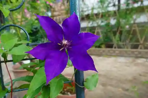 おふさ観音（観音寺）の庭園