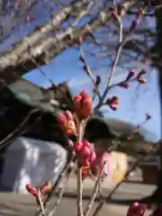 賀羅加波神社の自然