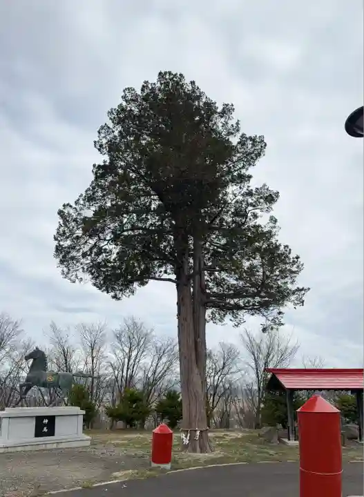 中富良野神社の自然