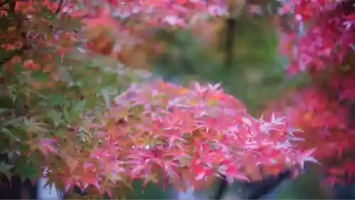 北野天満宮(京都府)
