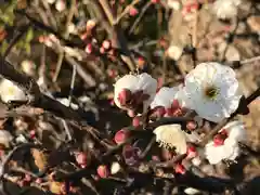 検見川神社の自然