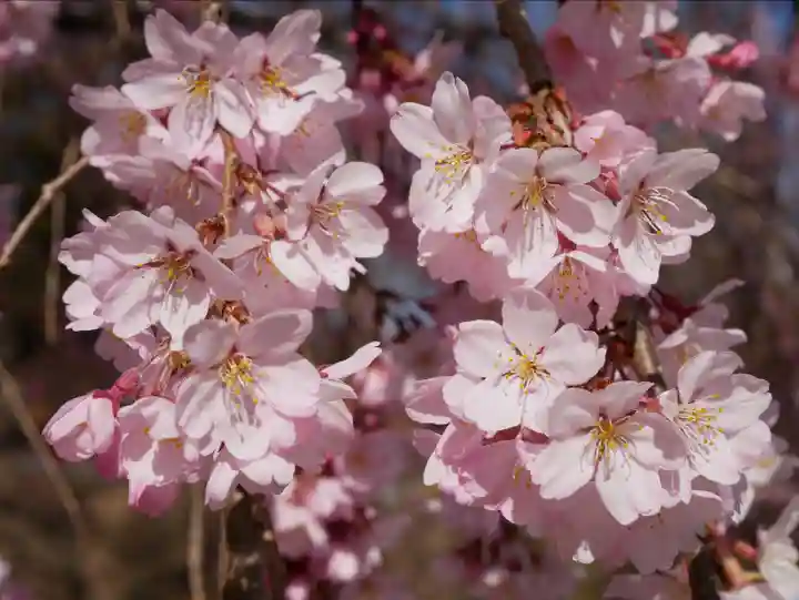眞田神社の自然