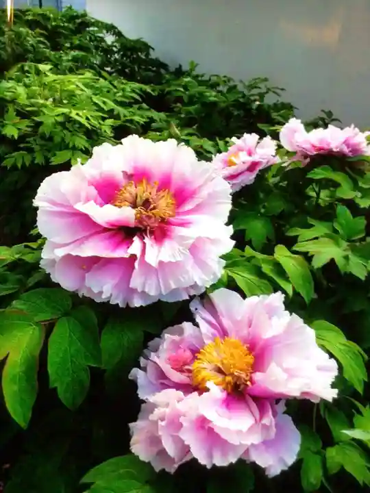 圓照寺(東京都)