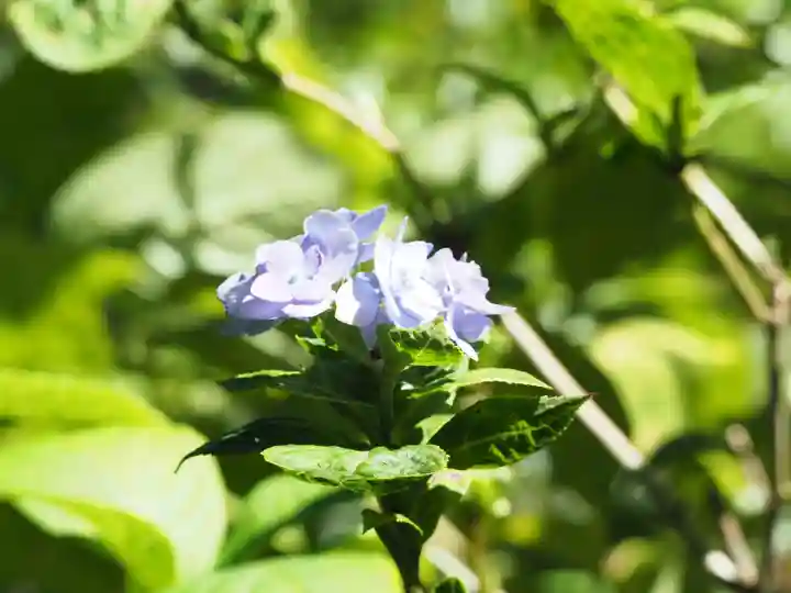 明月院(神奈川県)