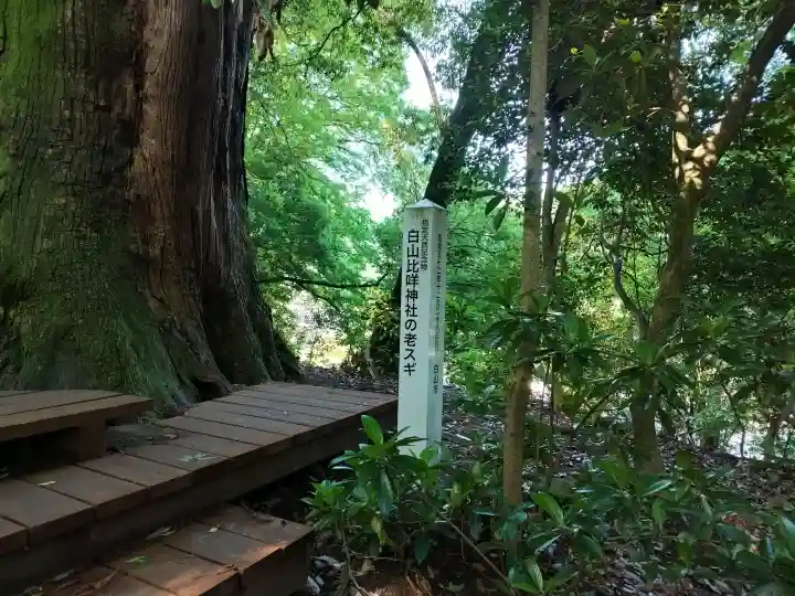 白山比咩神社の{uncategorized: "未分類", other: "その他", undefined: "問題あり", building: "その他建物", grave: "お墓", sacred_gate: "鳥居", guardian: "狛犬", statue: "像", buddha: "仏像", history: "歴史", nature: "自然", garden: "庭園", animal: "動物", pagoda: "塔", temizu: "手水舎", mountain_gate: "山門・神門", sanctuary: "本殿・本堂", subordinate: "末社・摂社", art: "芸術", scenery: "景色", jizo: "地蔵", ema: "絵馬", goshuin: "御朱印", omikuji: "おみくじ", items: "授与品その他", amulet: "お守り", goshuincho: "御朱印帳", eats: "食事", festival: "お祭り", votive_dance: "神楽", shichigosan: "七五三参", wedding: "結婚式", experience: "体験その他", initially: "初詣", around: "周辺", anti_infection: "感染症対策"}