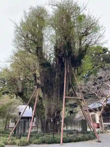村山浅間神社の{uncategorized: "未分類", other: "その他", undefined: "問題あり", building: "その他建物", grave: "お墓", sacred_gate: "鳥居", guardian: "狛犬", statue: "像", buddha: "仏像", history: "歴史", nature: "自然", garden: "庭園", animal: "動物", pagoda: "塔", temizu: "手水舎", mountain_gate: "山門・神門", sanctuary: "本殿・本堂", subordinate: "末社・摂社", art: "芸術", scenery: "景色", jizo: "地蔵", ema: "絵馬", goshuin: "御朱印", omikuji: "おみくじ", items: "授与品その他", amulet: "お守り", goshuincho: "御朱印帳", eats: "食事", festival: "お祭り", votive_dance: "神楽", shichigosan: "七五三参", wedding: "結婚式", experience: "体験その他", initially: "初詣", around: "周辺", anti_infection: "感染症対策"}