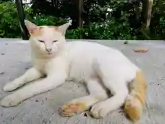 伊豆山神社の動物