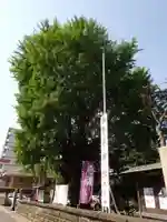 磐井神社の自然