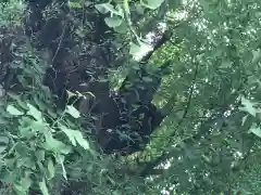 飛木稲荷神社の自然