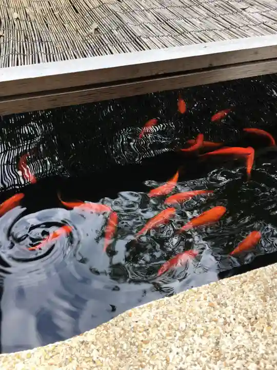 日尾八幡神社の動物