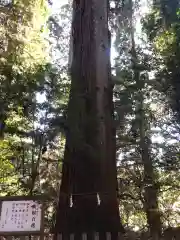 高千穂神社の自然