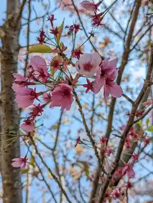 賀茂別雷神社（上賀茂神社）(京都府)