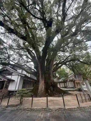 太宰府天満宮の{uncategorized: "未分類", other: "その他", undefined: "問題あり", building: "その他建物", grave: "お墓", sacred_gate: "鳥居", guardian: "狛犬", statue: "像", buddha: "仏像", history: "歴史", nature: "自然", garden: "庭園", animal: "動物", pagoda: "塔", temizu: "手水舎", mountain_gate: "山門・神門", sanctuary: "本殿・本堂", subordinate: "末社・摂社", art: "芸術", scenery: "景色", jizo: "地蔵", ema: "絵馬", goshuin: "御朱印", omikuji: "おみくじ", items: "授与品その他", amulet: "お守り", goshuincho: "御朱印帳", eats: "食事", festival: "お祭り", votive_dance: "神楽", shichigosan: "七五三参", wedding: "結婚式", experience: "体験その他", initially: "初詣", around: "周辺", anti_infection: "感染症対策"}