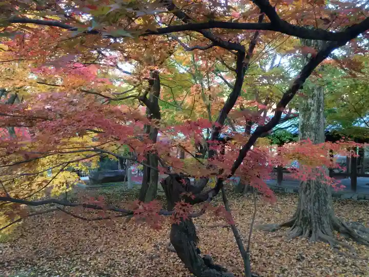 東福禅寺(東福寺)の自然