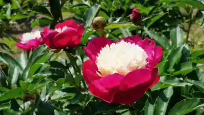 金蛇水神社(宮城県)