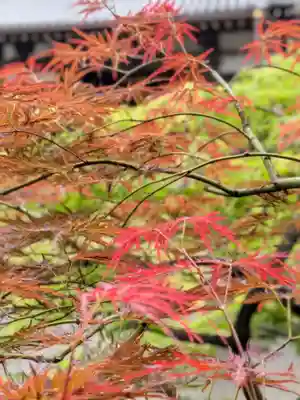 妙法寺(東京都)
