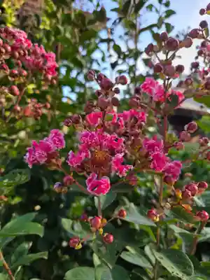 沙沙貴神社(滋賀県)
