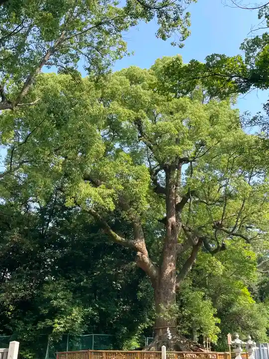 和泉國一之宮 大鳥大社の{uncategorized: "未分類", other: "その他", undefined: "問題あり", building: "その他建物", grave: "お墓", sacred_gate: "鳥居", guardian: "狛犬", statue: "像", buddha: "仏像", history: "歴史", nature: "自然", garden: "庭園", animal: "動物", pagoda: "塔", temizu: "手水舎", mountain_gate: "山門・神門", sanctuary: "本殿・本堂", subordinate: "末社・摂社", art: "芸術", scenery: "景色", jizo: "地蔵", ema: "絵馬", goshuin: "御朱印", omikuji: "おみくじ", items: "授与品その他", amulet: "お守り", goshuincho: "御朱印帳", eats: "食事", festival: "お祭り", votive_dance: "神楽", shichigosan: "七五三参", wedding: "結婚式", experience: "体験その他", initially: "初詣", around: "周辺", anti_infection: "感染症対策"}