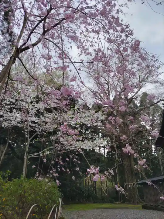 國吉神社の自然