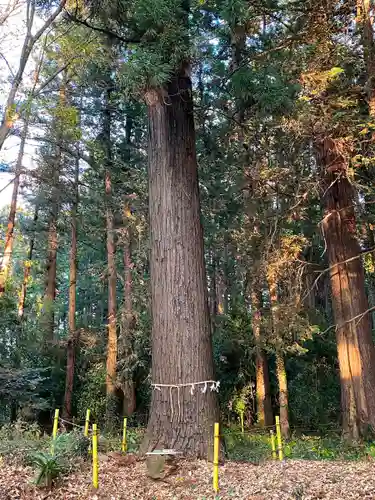 小被神社の自然