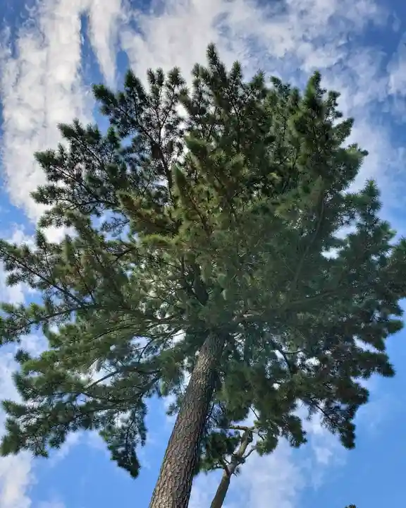 中野沼袋氷川神社の自然