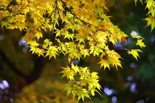 磐椅神社の自然