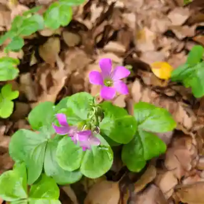 牛嶋天満宮の自然