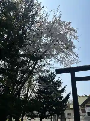 篠路神社の{uncategorized: "未分類", other: "その他", undefined: "問題あり", building: "その他建物", grave: "お墓", sacred_gate: "鳥居", guardian: "狛犬", statue: "像", buddha: "仏像", history: "歴史", nature: "自然", garden: "庭園", animal: "動物", pagoda: "塔", temizu: "手水舎", mountain_gate: "山門・神門", sanctuary: "本殿・本堂", subordinate: "末社・摂社", art: "芸術", scenery: "景色", jizo: "地蔵", ema: "絵馬", goshuin: "御朱印", omikuji: "おみくじ", items: "授与品その他", amulet: "お守り", goshuincho: "御朱印帳", eats: "食事", festival: "お祭り", votive_dance: "神楽", shichigosan: "七五三参", wedding: "結婚式", experience: "体験その他", initially: "初詣", around: "周辺", anti_infection: "感染症対策"}