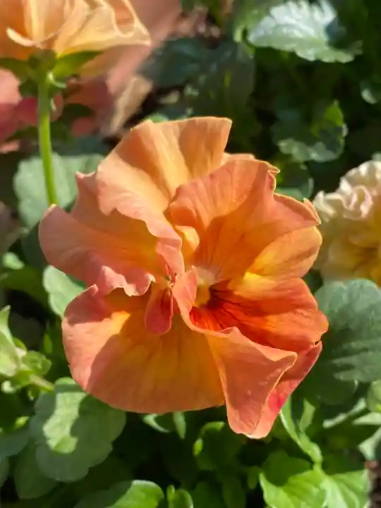 妙蓮寺(神奈川県)