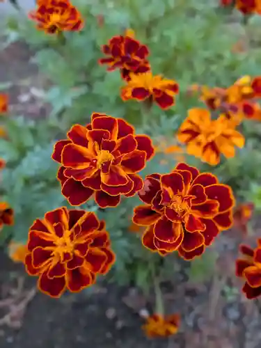 鷺宮八幡神社(東京都)