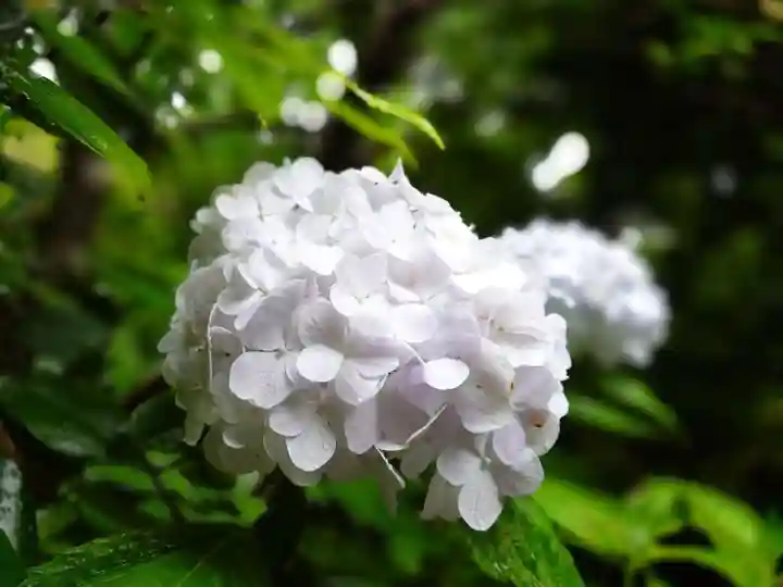 杉本寺(神奈川県)