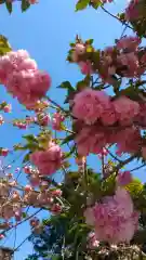 常陸第三宮　吉田神社の自然