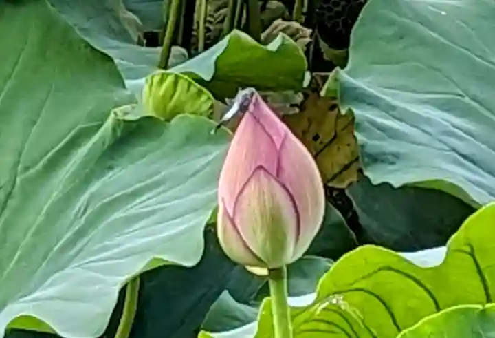 寛永寺不忍池弁天堂(東京都)