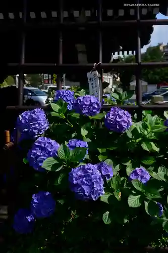 白山神社の自然