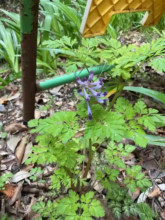日龍峯寺(高澤観音)(美濃清水)(岐阜県)