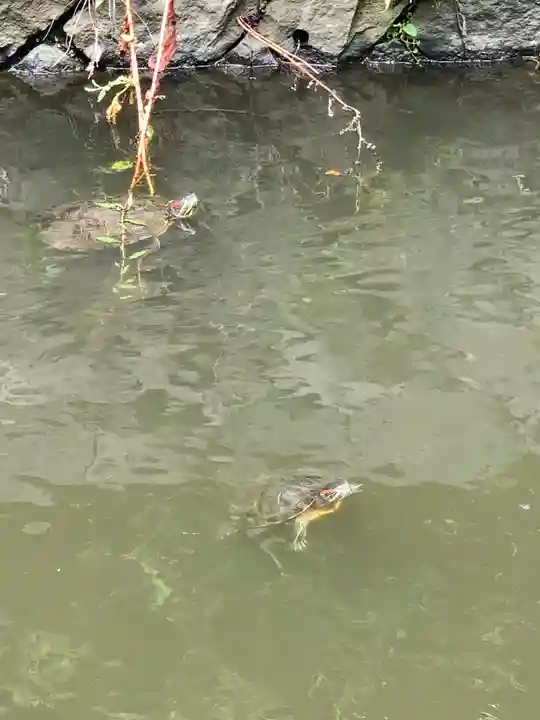 寒川神社の動物