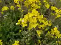 白山神社(福井県)