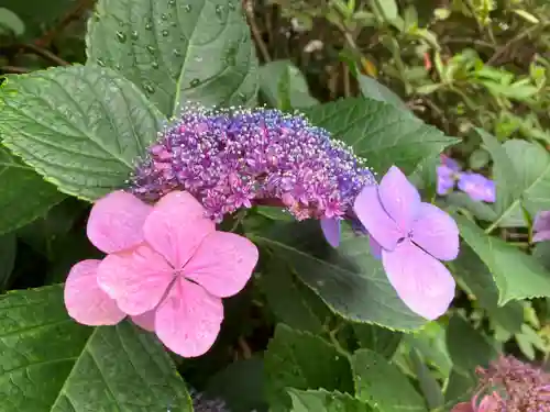 高幡不動尊　金剛寺(東京都)