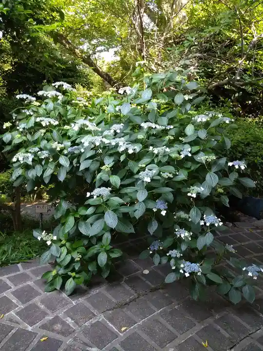 阿智神社の自然