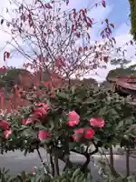 熊本大神宮(熊本県)