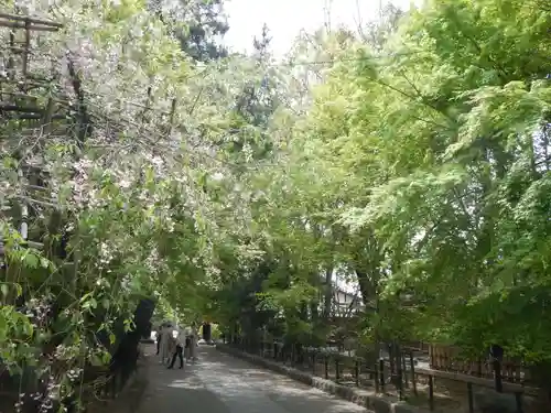 宇治上神社の自然